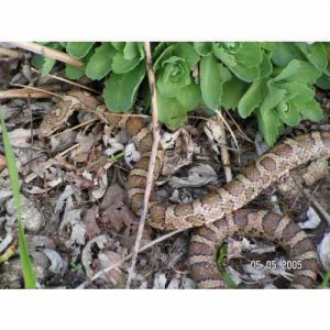 Snake Control Services